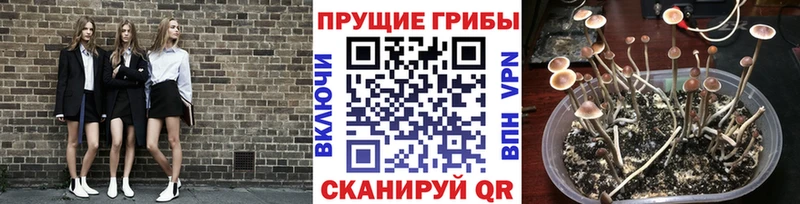 Псилоцибиновые грибы Cubensis  mega маркетплейс  Ахтубинск 